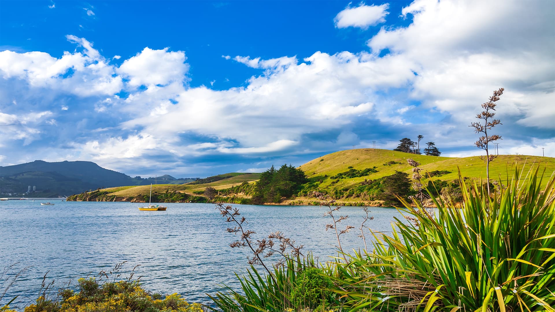 Albatross Cruise & Nature Wonders 